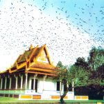 Ghé thăm Chùa Dơi tại tỉnh Sóc Trăng
