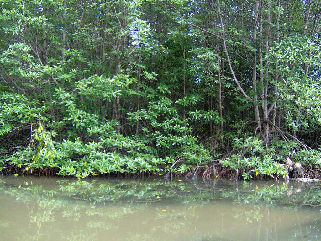 Mangrove_in_Can_Gio_forest